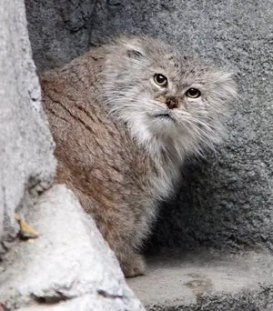 マヌルネコの写真