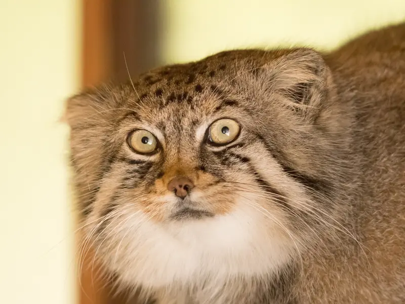 埼玉県こども動物自然公園のロータスの写真