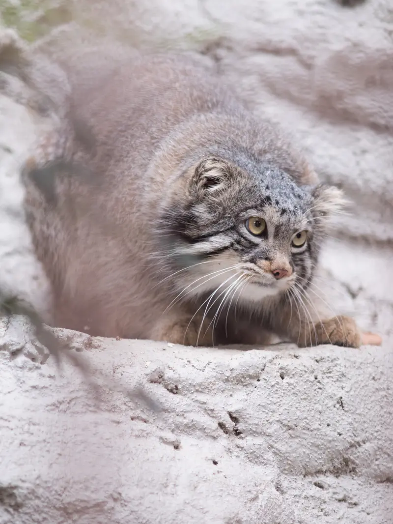 野毛山動物園のフィーガの写真
