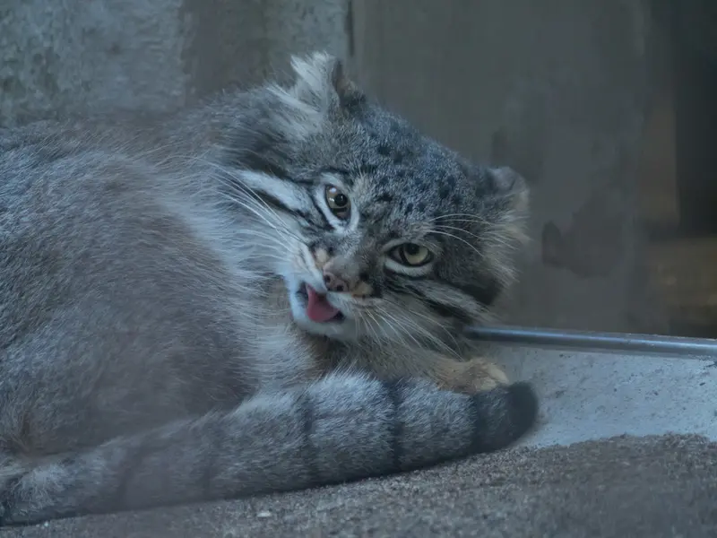野毛山動物園のフィーガの写真