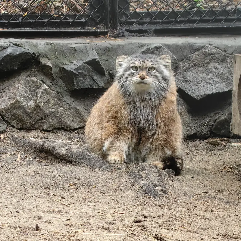 ノヴォシビルスク動物園のラストチカの写真