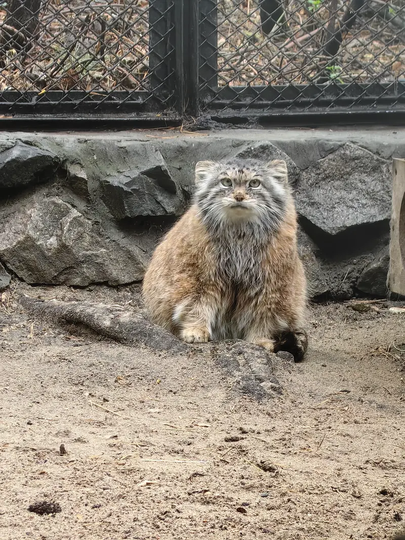 ノヴォシビルスク動物園のラストチカの写真