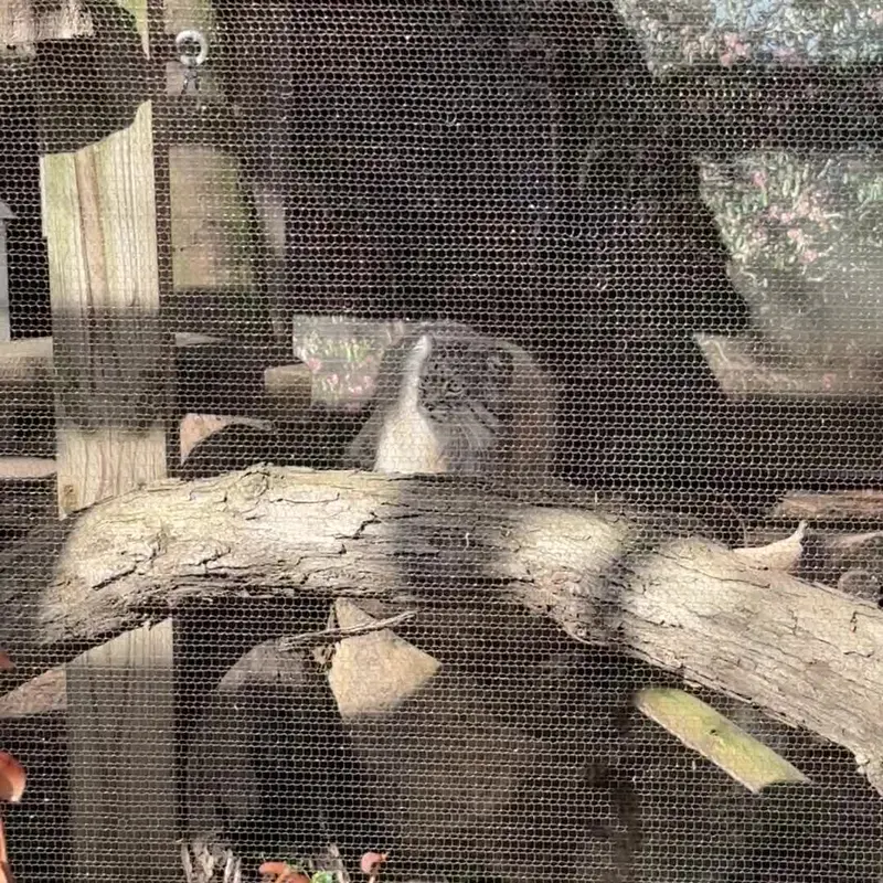 ポッター・パーク動物園のマヌルネコの写真