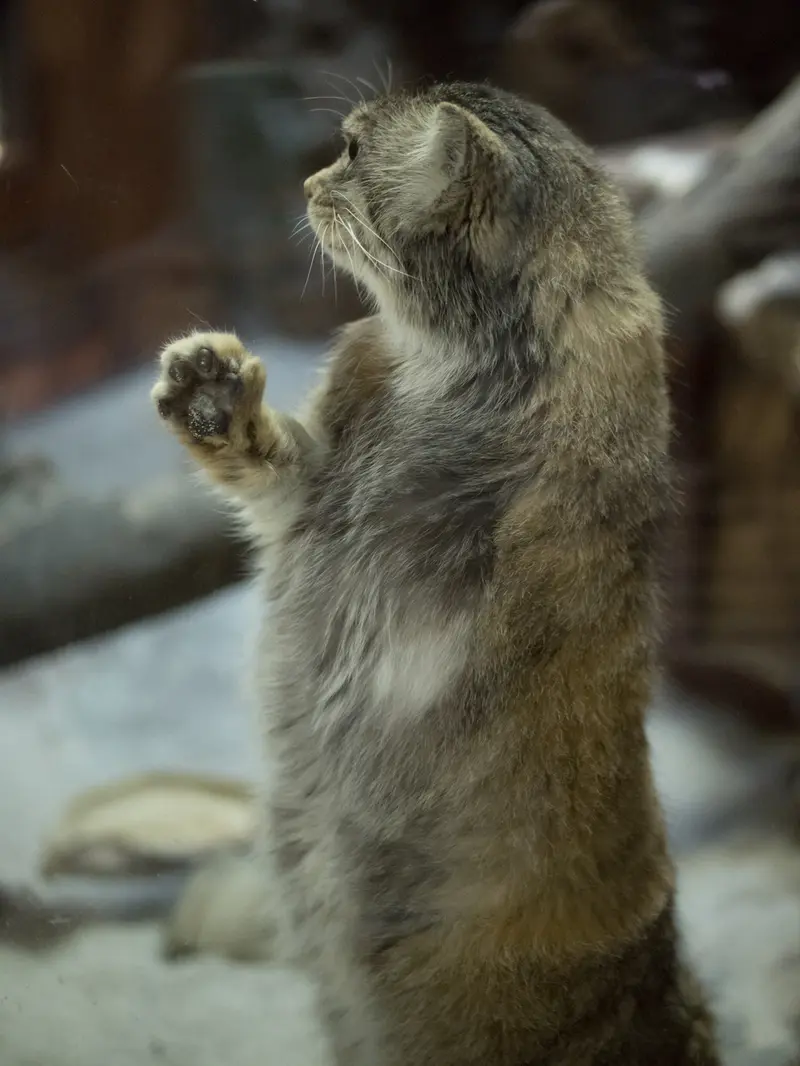恩賜上野動物園のプリームラの写真
