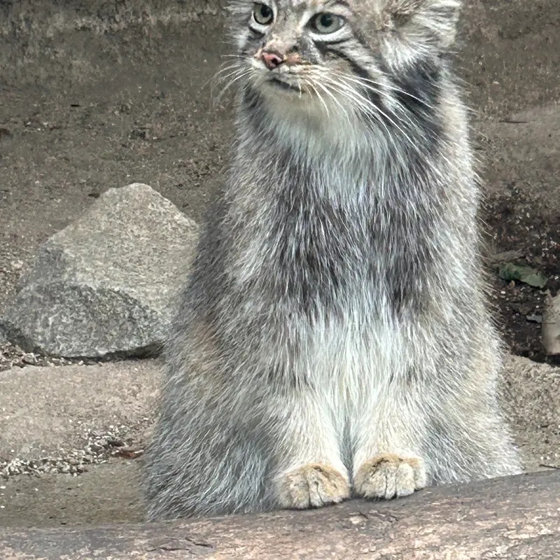 神戸どうぶつ王国のアズの写真