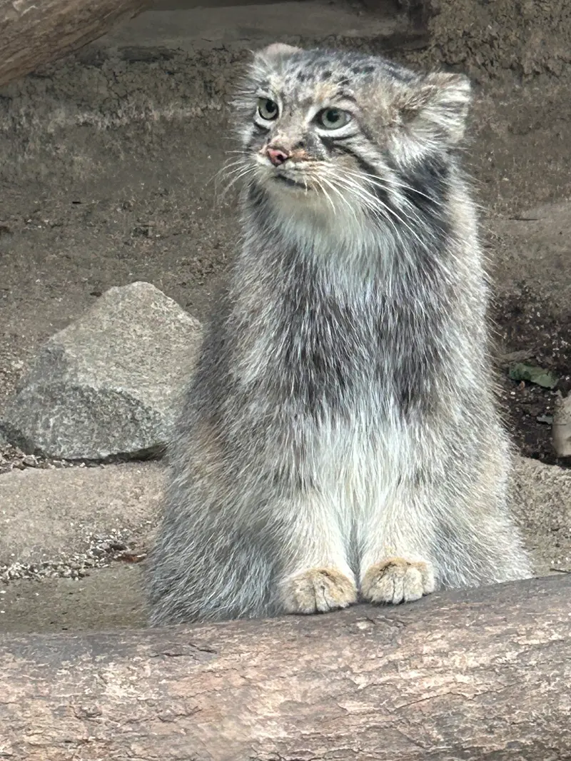 神戸どうぶつ王国のアズの写真