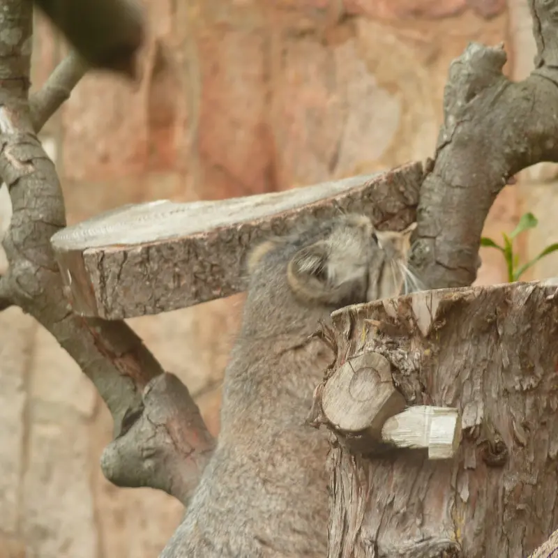 エディンバラ動物園のダッチェスの写真