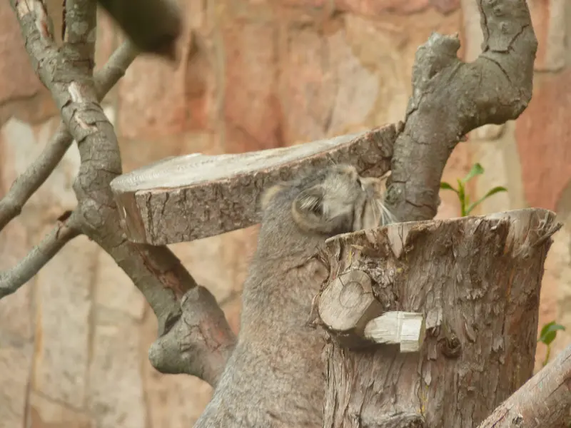 エディンバラ動物園のダッチェスの写真
