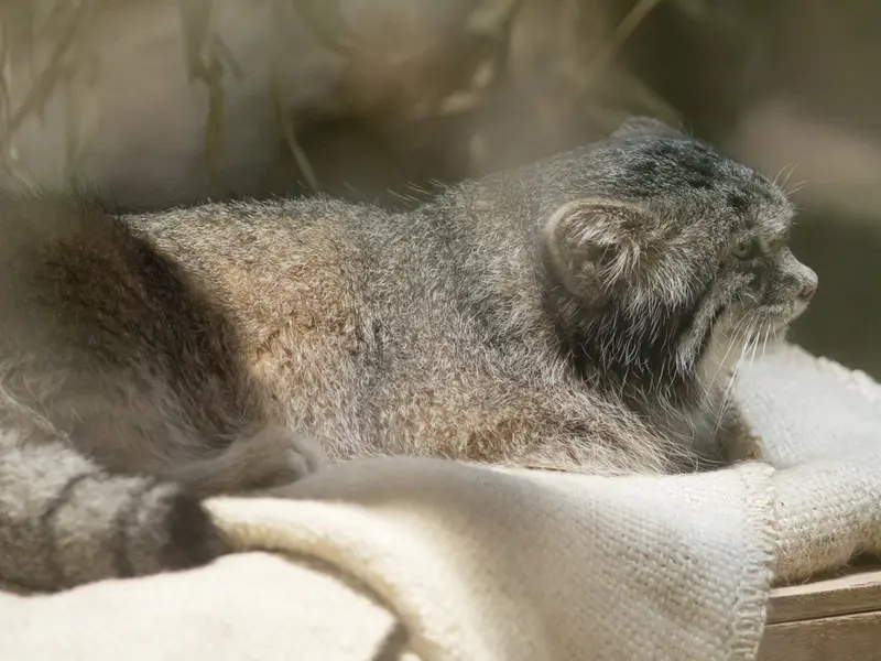恩賜上野動物園のクリョンの写真
