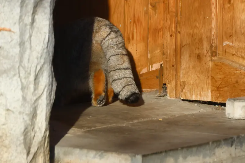 モスクワ動物園のティモフェイの写真