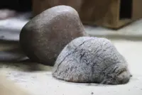 フィーガの写真
