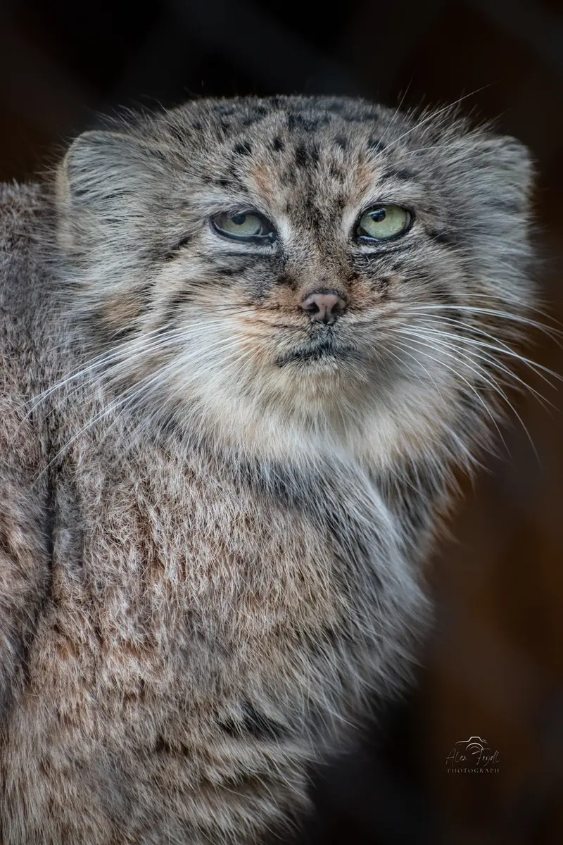 イフラヴァ動物園のルガシャの写真