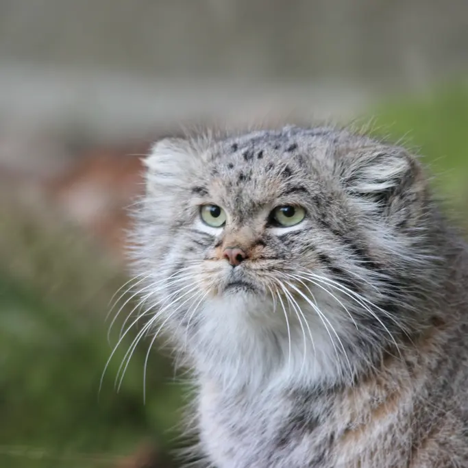 バナム動物園のバックの写真