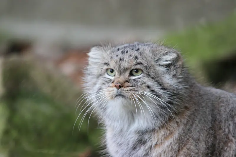 バナム動物園のバックの写真