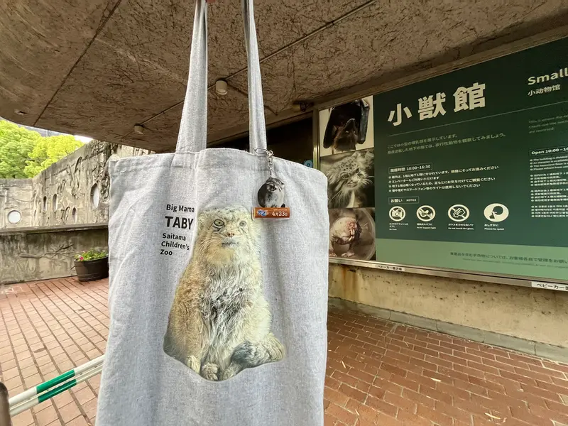 恩賜上野動物園のマヌルネコの写真