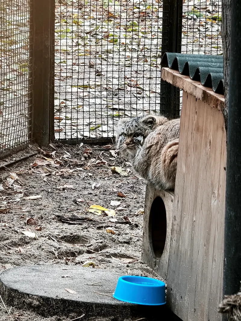 ノヴォシビルスク動物園のジョルジェットの写真