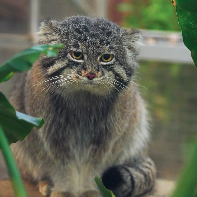 神戸どうぶつ王国のナルの写真