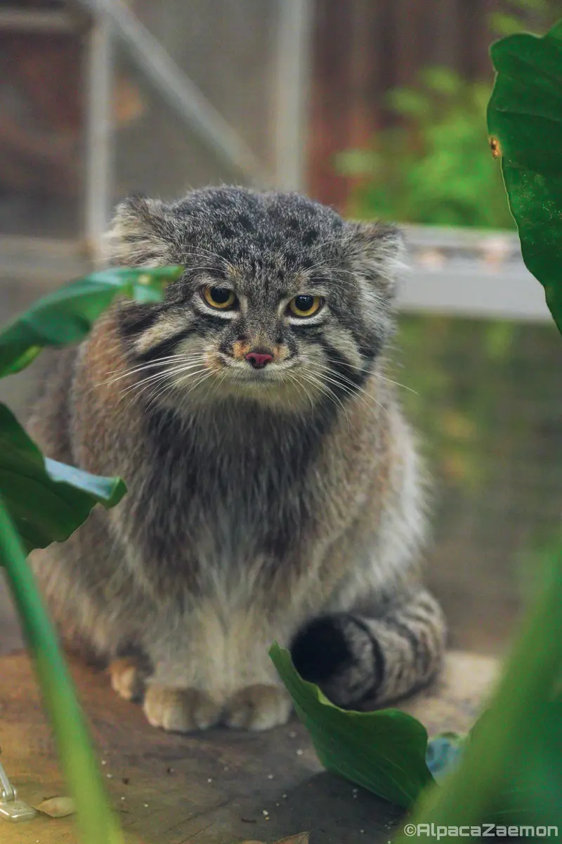 神戸どうぶつ王国のナルの写真