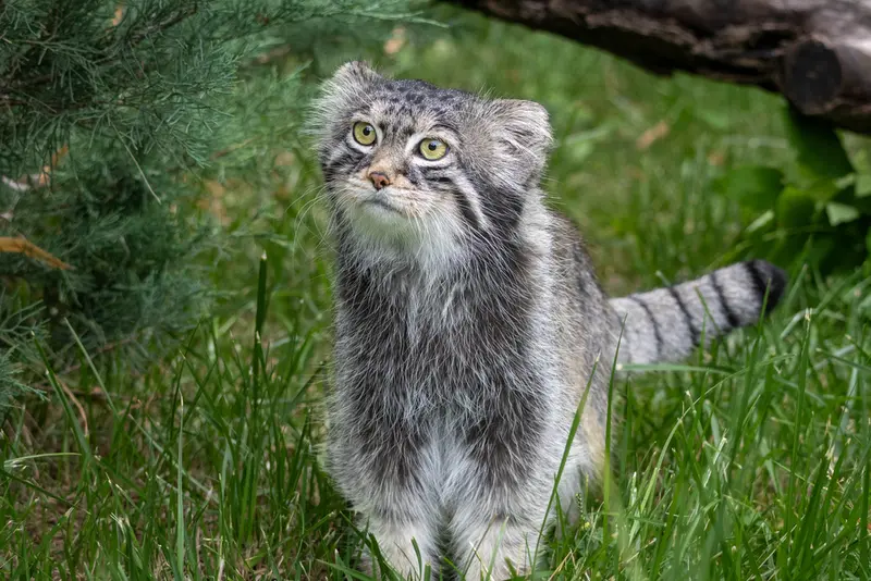 モスクワ動物園のティモフェイの写真