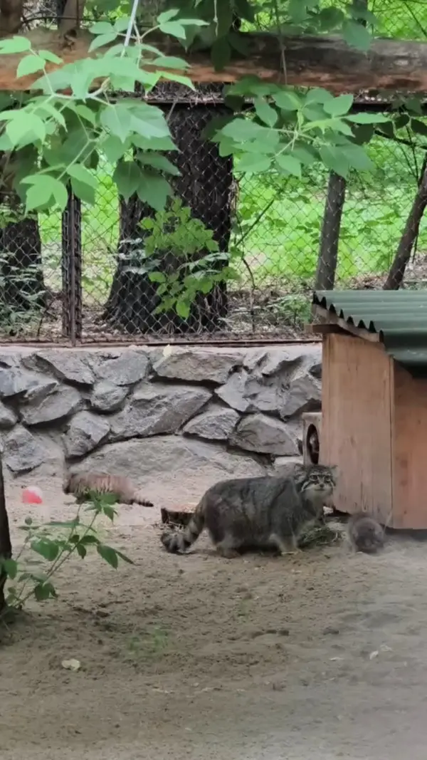 ノヴォシビルスク動物園で4頭目の母マヌル！