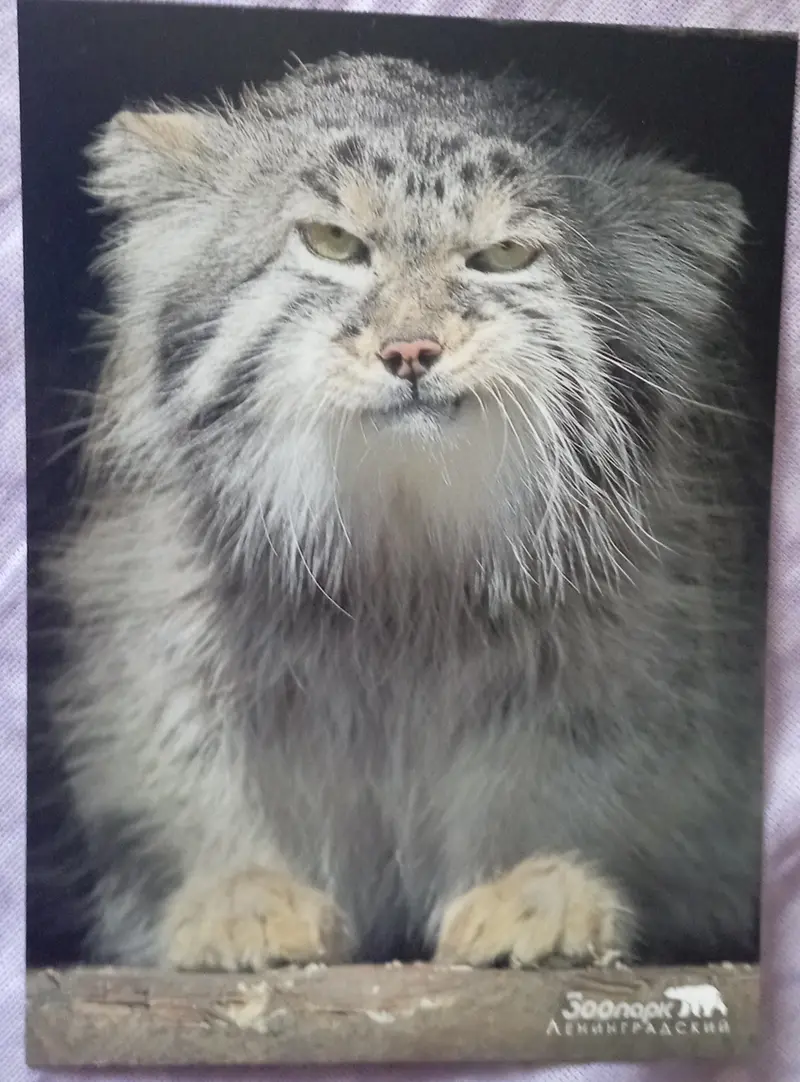マヌルネコの写真