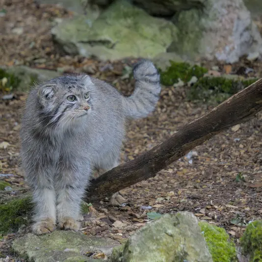 バナム動物園のハルの写真