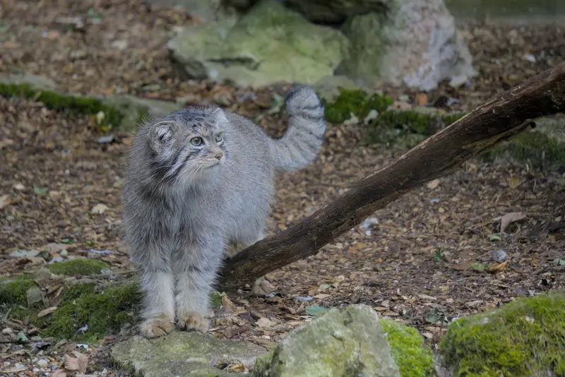 バナム動物園のハルの写真