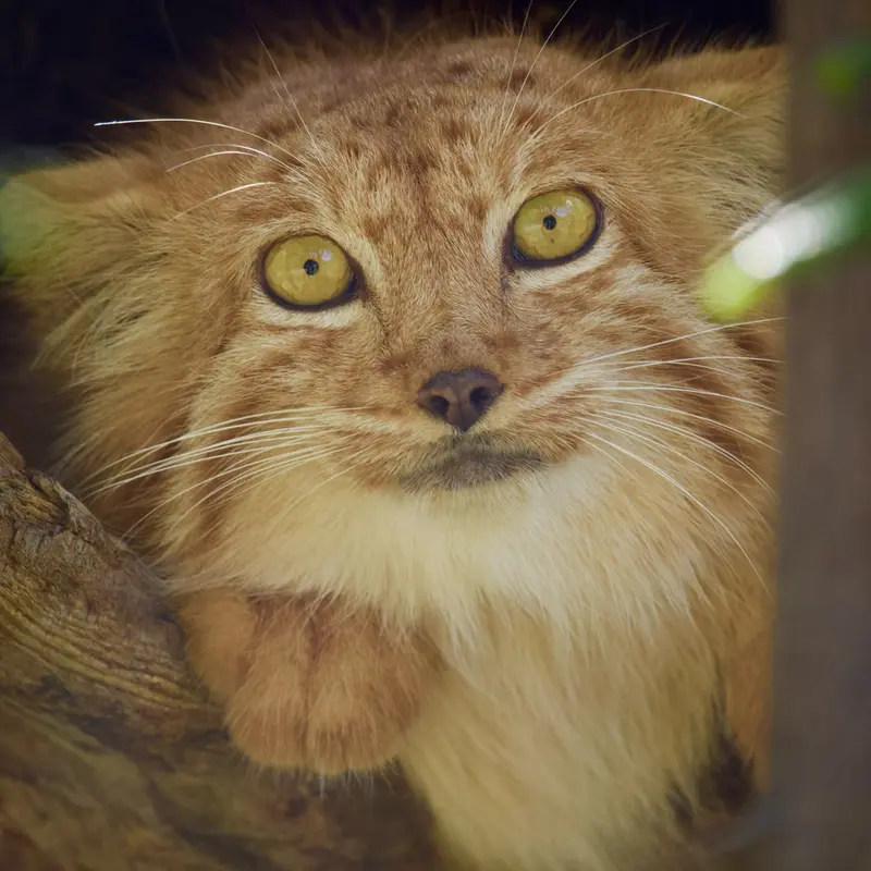 エレバン動物園のナノーの写真