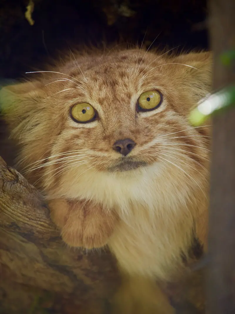 エレバン動物園のナノーの写真
