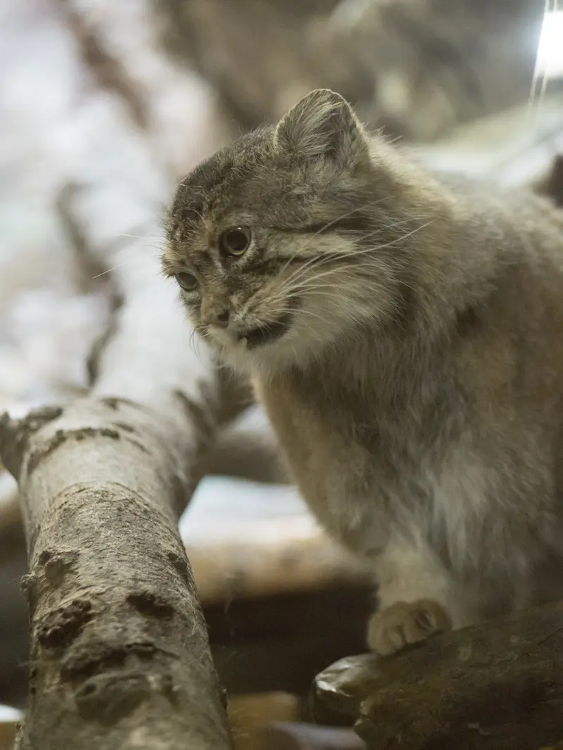 恩賜上野動物園のプリームラの写真