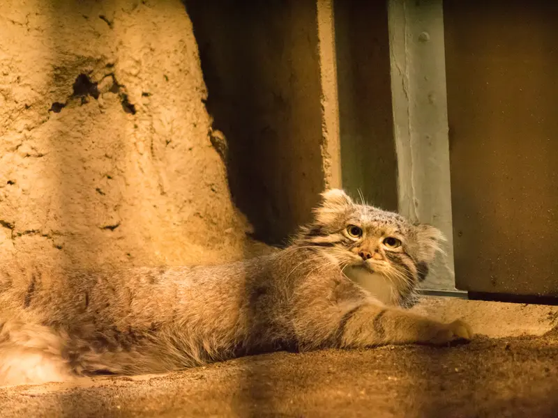 野毛山動物園のフィーガの写真