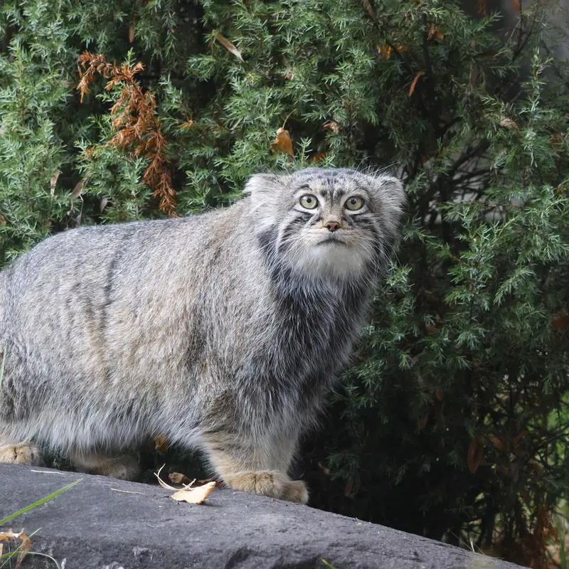 モスクワ動物園のティモフェイの写真