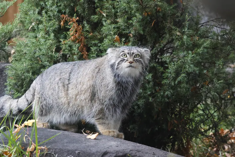 モスクワ動物園のティモフェイの写真