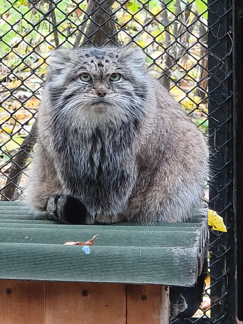 ノヴォシビルスク動物園のラストチカの写真