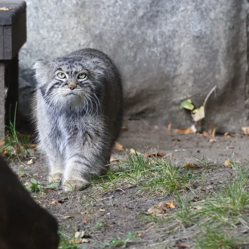 モスクワ動物園のティモフェイの写真