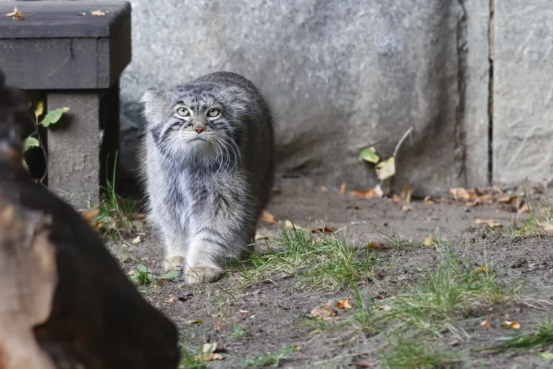 モスクワ動物園のティモフェイの写真
