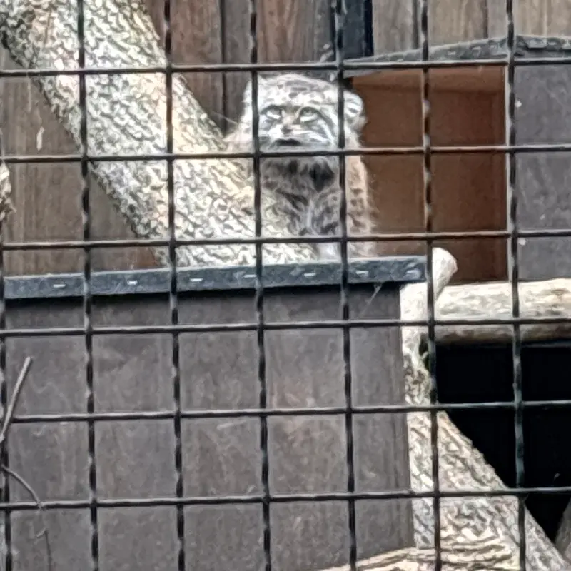 ワルシャワ動物園のジェシーの写真