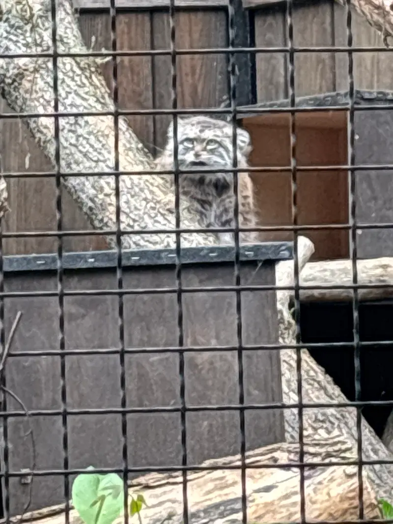 ワルシャワ動物園のジェシーの写真