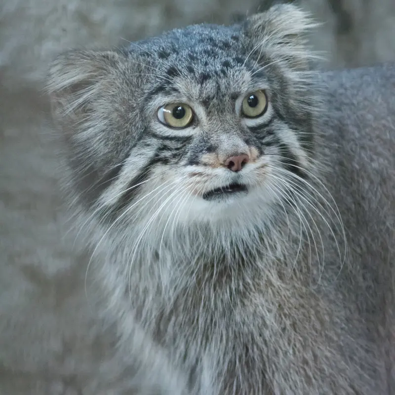 野毛山動物園のフィーガの写真