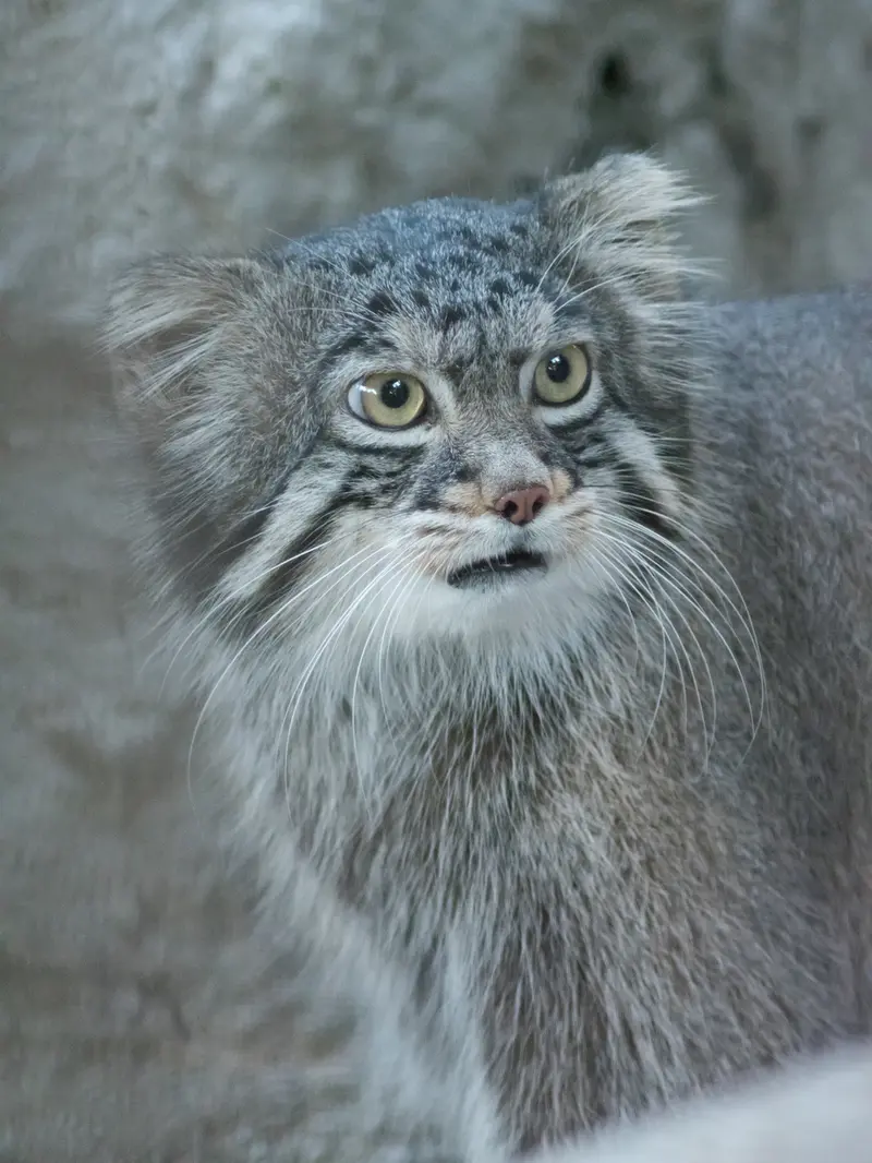 野毛山動物園のフィーガの写真