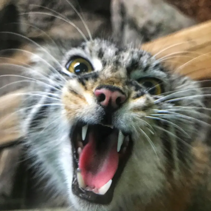 バーミングハム動物園のフィラリスの写真