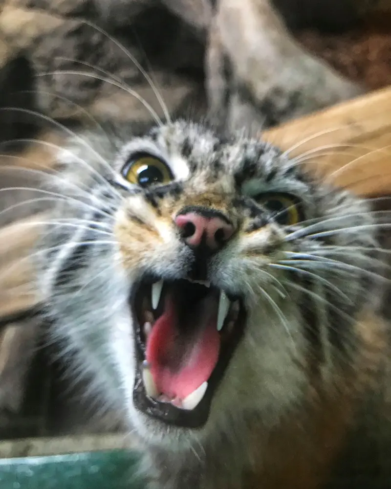 バーミングハム動物園のフィラリスの写真