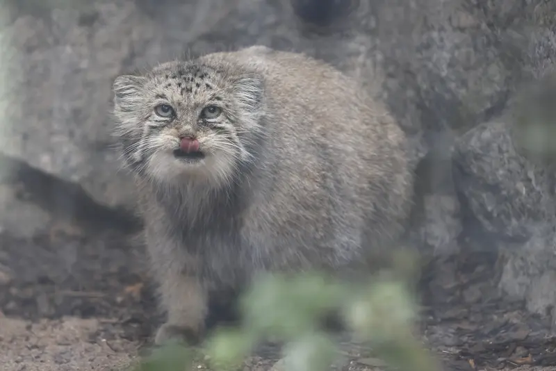 レニングラード動物園のナミカの写真