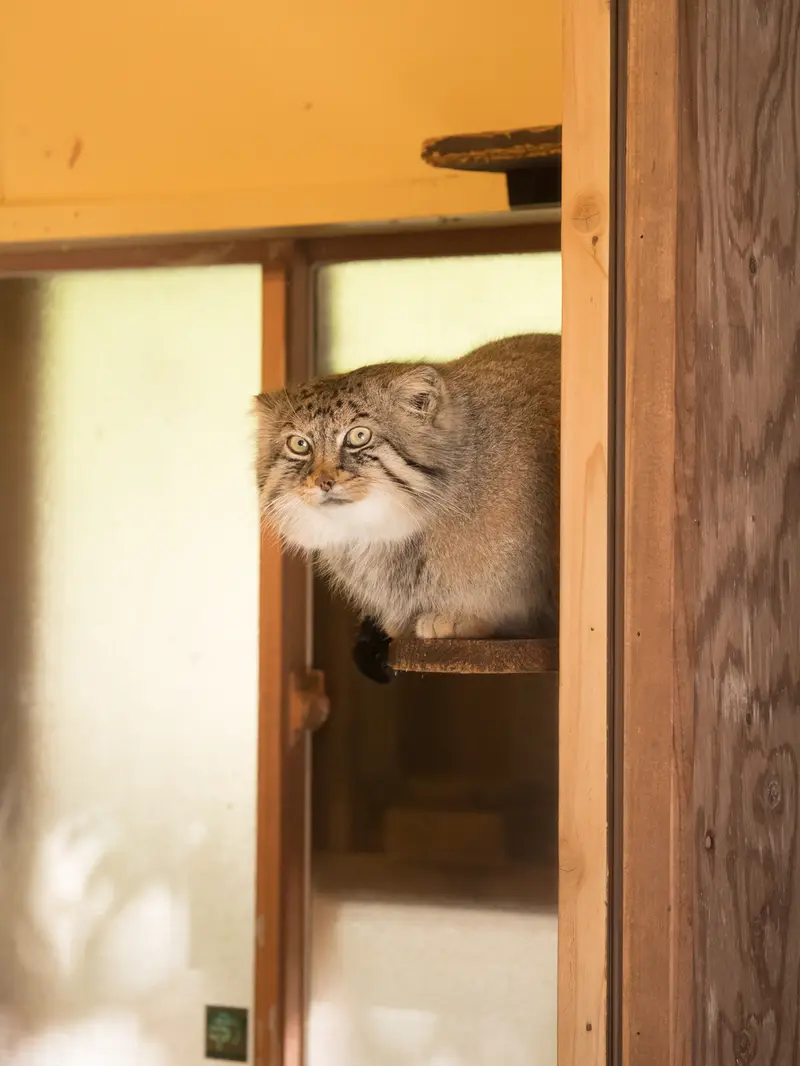 埼玉県こども動物自然公園のロータスの写真