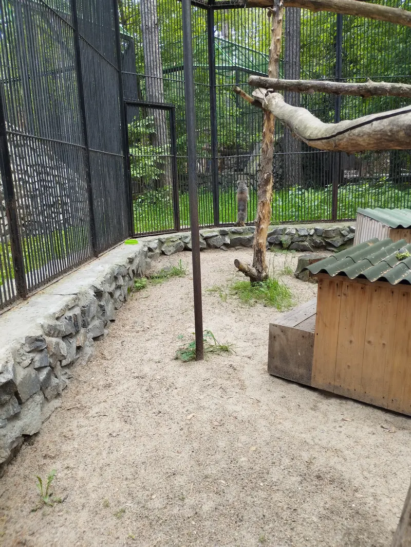 ノヴォシビルスク動物園のマヌルネコの写真
