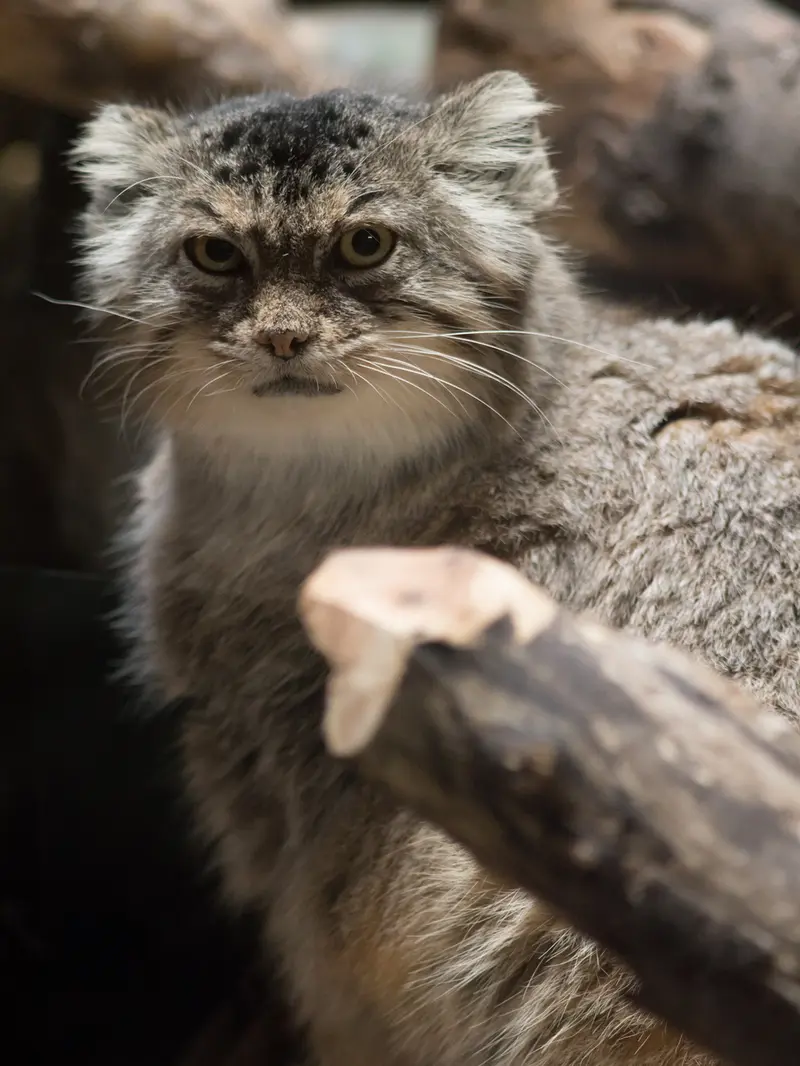 恩賜上野動物園のプリームラの写真