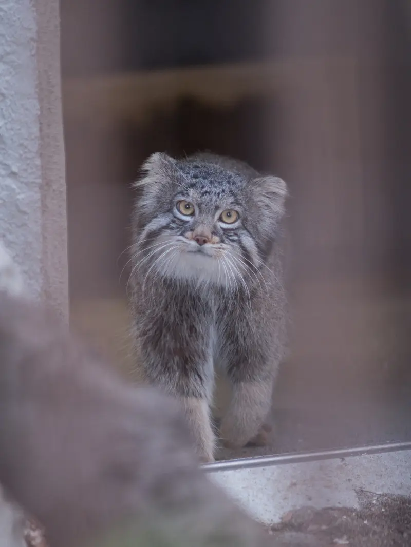 野毛山動物園のフィーガの写真