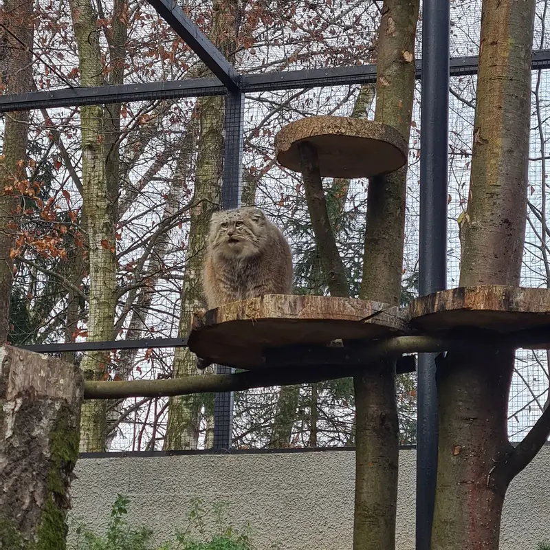グダニスク動物園のマヌエルの写真