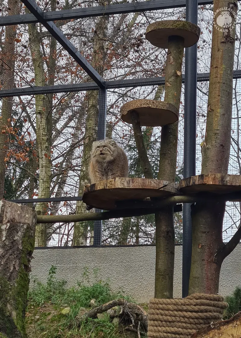 グダニスク動物園のマヌエルの写真