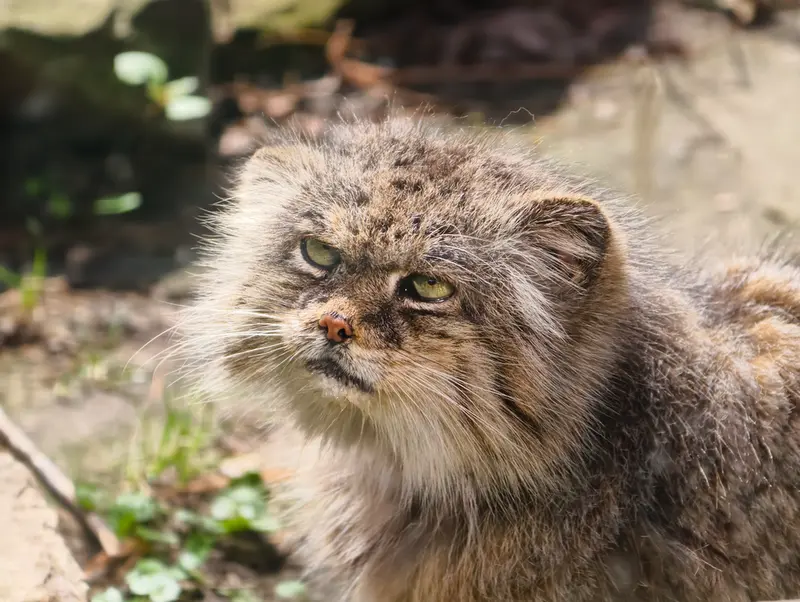 ウッチ動物園のパッツォの写真